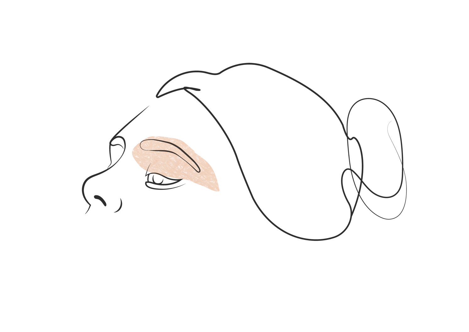 Klinka Višnjar - Korekcija zgornjih vek